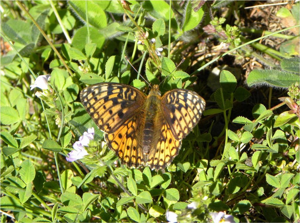 da identificare - Argynnis (Fabriciana) niobe